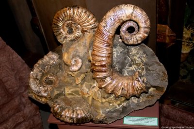 Музей им. П.В. Алабина