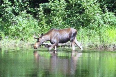Приокско-Террасный государственный природный биосферный заповедник