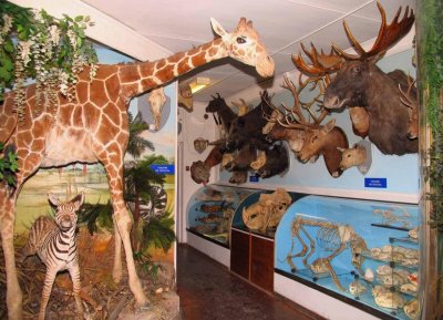 Зоологический музей имени Д.Н. Флорова