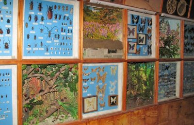 Зоологический музей имени Д.Н. Флорова