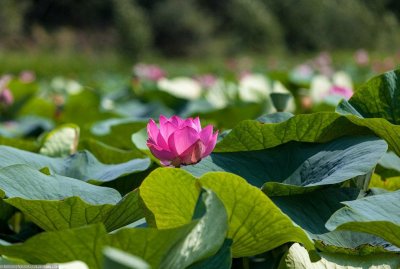 Хинганский Государственный природный заповедник