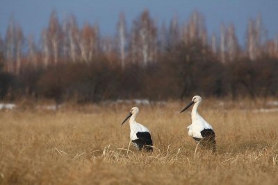 Хинганский Государственный природный заповедник