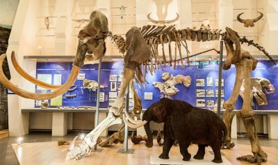 Музей мамонта им. П. А. Лазарева