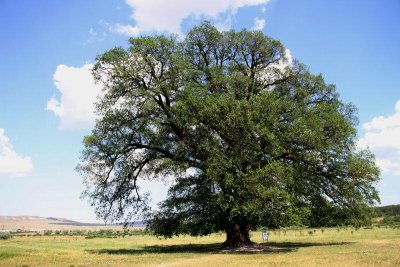 Дуб Суворова