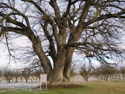 Дуб Суворова