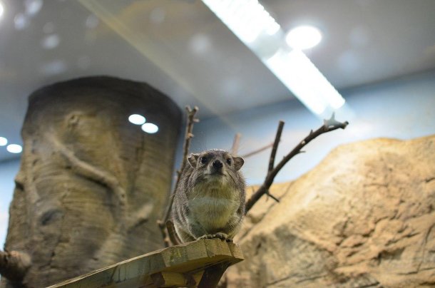 Московский зоопарк