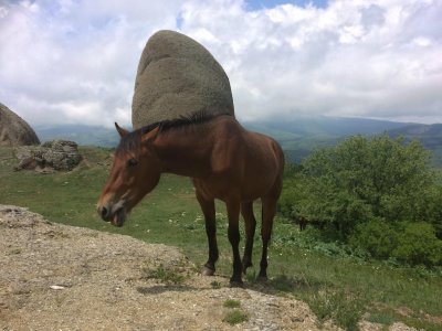 Солнечная поляна